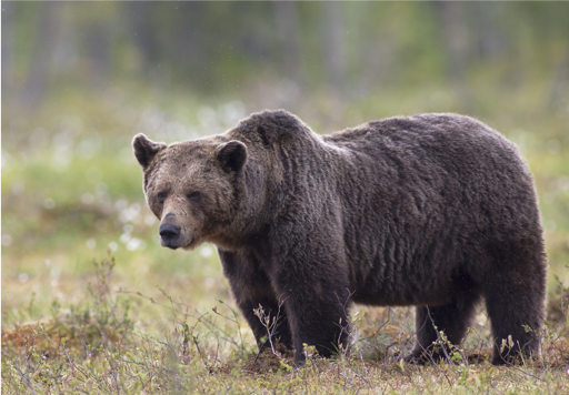 Who’s Afraid of the Big Bad Bear?
